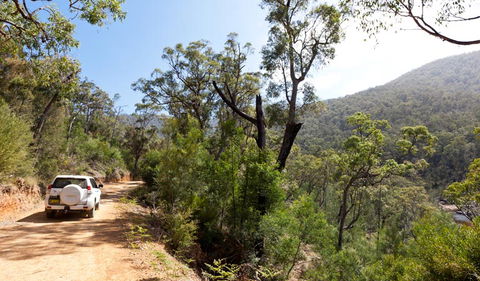Wadbilliga Road Drive - C Tourism 1