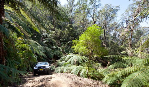 Wadbilliga Road Drive - C Tourism 3