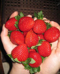 The Strawberry Farm - C Tourism 0