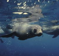 Wilsons Promontory Marine National Park - C Tourism