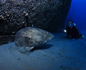 HMAS Brisbane Dive Site - C Tourism 3