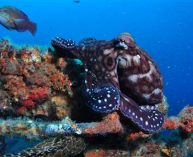 HMAS Brisbane Dive Site - C Tourism 2