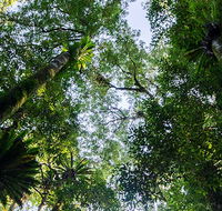 Botanic walk - C Tourism