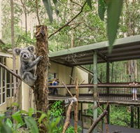 Daisy Hill Koala Centre - C Tourism