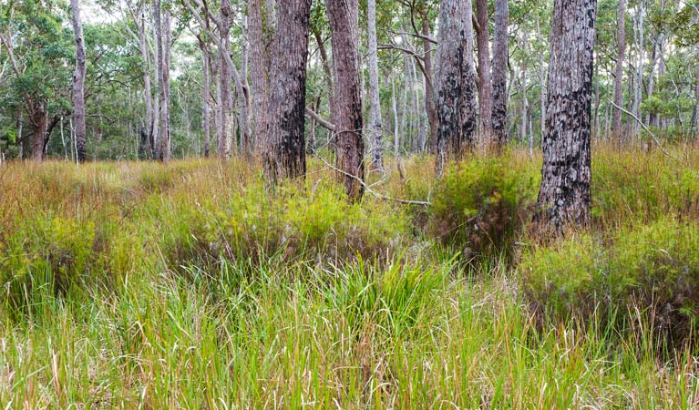 Pointer Mountain NSW C Tourism