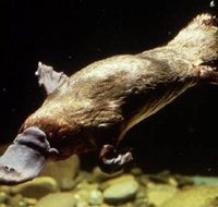 Platypus Pool - C Tourism