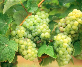 Red Tail Wines - C Tourism 0