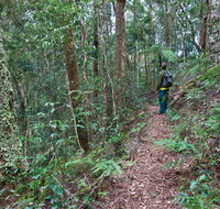 Blackbutt walking track - C Tourism