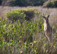 Murramarang Aboriginal Area walking track - C Tourism
