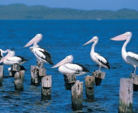 Walpole-Nornalup Inlets - C Tourism 1