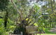 Mondrook Garden Cafe Gallery And Function Centre - thumb 0