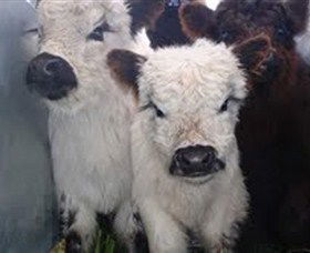 Honeycomb Valley Farm - C Tourism 3