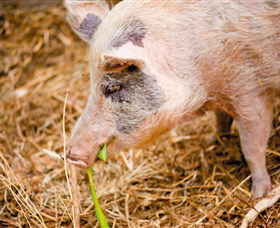 Djanbung Permaculture Gardens - C Tourism 0
