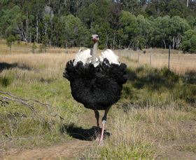 Glen Ian Ostrich And Emu Farm - C Tourism 1