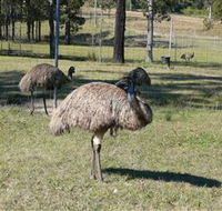 Glen Ian Ostrich and Emu Farm - C Tourism