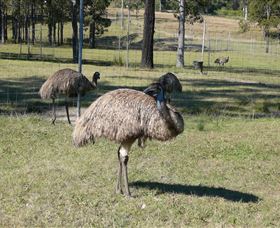 Glen Ian Ostrich And Emu Farm - C Tourism 0