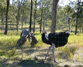 Glen Ian Ostrich And Emu Farm - C Tourism 2