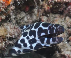 Curtain Artificial Reef Dive Site - C Tourism 2