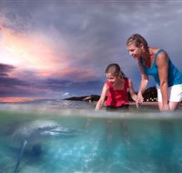 Tangalooma Dolphin Feeding - C Tourism