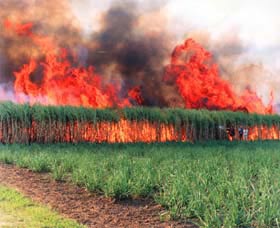 Reeves Family Sugar Cane Farm - C Tourism 0