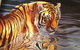 Silk Art Gallery - thumb 3