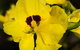 Flora - thumb 1