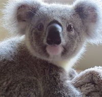 Koala Care Centre in Lismore - C Tourism