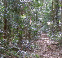 Big Scrub loop walking track - C Tourism
