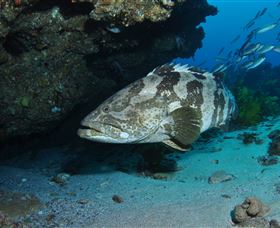 Cherubs Cave Dive Site - C Tourism 1