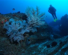 Cherubs Cave Dive Site - C Tourism 3