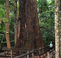 Bird Tree and Benaroon - C Tourism