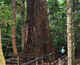Bird Tree And Benaroon - C Tourism 0