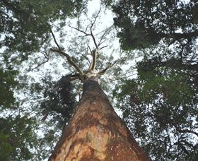 Bird Tree And Benaroon - C Tourism 1