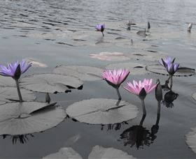 Abundance Lifestyle And Garden - C Tourism 8