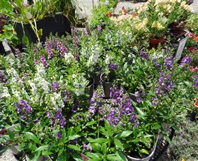 Abundance Lifestyle And Garden - C Tourism 7