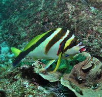 Palm Beach Reef Dive Site - C Tourism