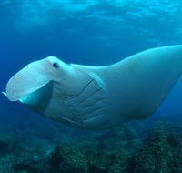 Manta Bommie Dive Site - C Tourism