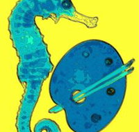 Woolgoolga Art Gallery - C Tourism