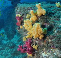 Shag Rock Dive Site - C Tourism