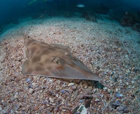 Shag Rock Dive Site - C Tourism 1