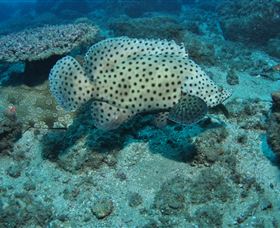 Shag Rock Dive Site - C Tourism 2