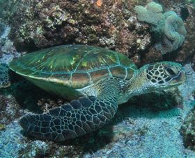 Flat Rock Dive Site - C Tourism 1