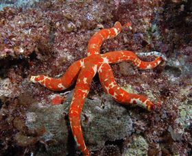 Flat Rock Dive Site - C Tourism 2