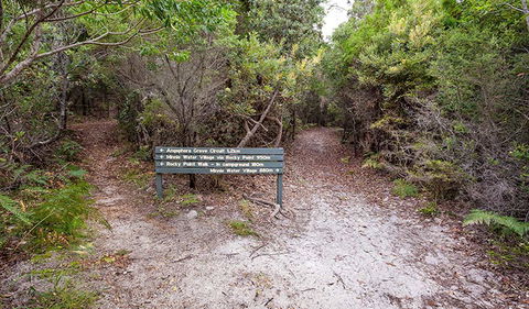 Angophora Grove Walking Track - C Tourism 0