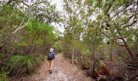 Angophora Grove Walking Track - C Tourism 1