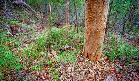 Angophora Grove Walking Track - C Tourism 2