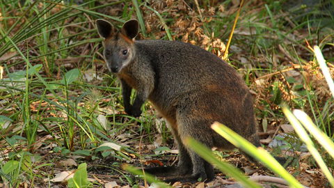 Mimosa Rocks National Park - C Tourism 1