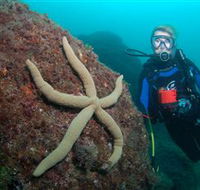 Cook Island Dive Site - C Tourism