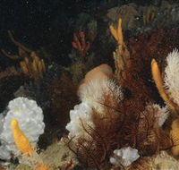 Point Hicks Marine National Park - C Tourism