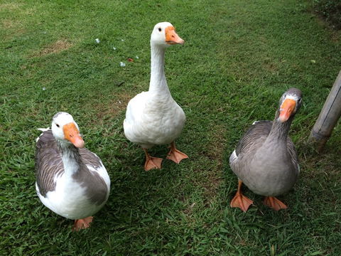 Djanbung Permaculture Gardens - C Tourism 6